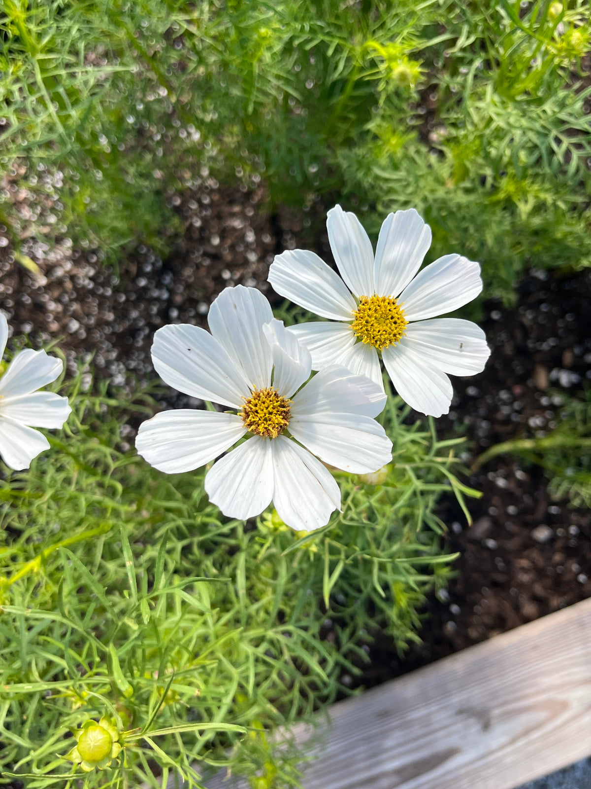Fleurish Flower Farm Gift Card