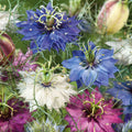 Nigella Plugs | Miss Jekyll Mix (4 plugs)