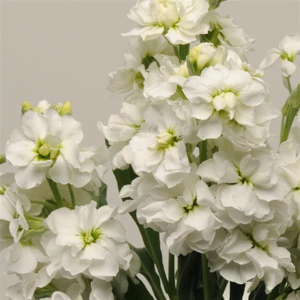 Stock Plugs | Katz High Double White (4 plugs)